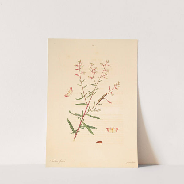 The natural history of the rarer lepidopterous insects of Georgia Pl.099 by James Edward Smith