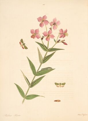 The natural history of the rarer lepidopterous insects of Georgia Pl.100