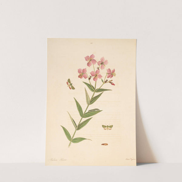 The natural history of the rarer lepidopterous insects of Georgia Pl.100 by James Edward Smith