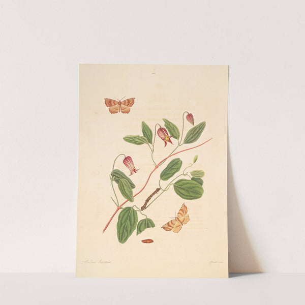 The natural history of the rarer lepidopterous insects of Georgia Pl.101 by James Edward Smith