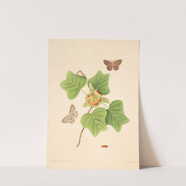 The natural history of the rarer lepidopterous insects of Georgia Pl.102 by James Edward Smith