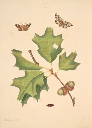 The natural history of the rarer lepidopterous insects of Georgia Pl.103