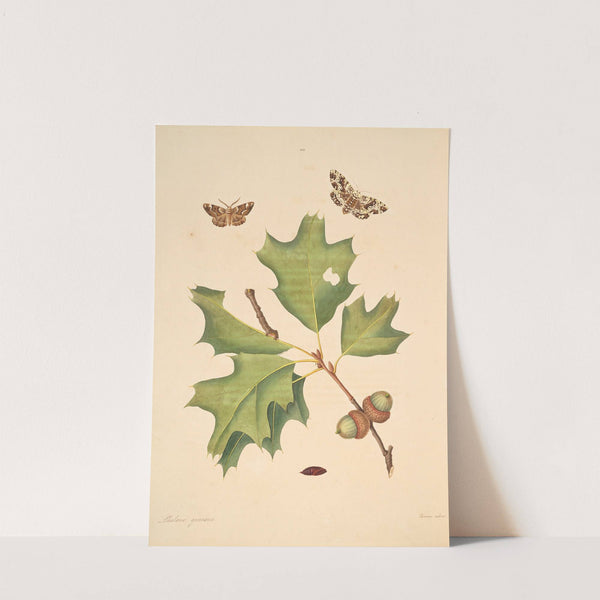 The natural history of the rarer lepidopterous insects of Georgia Pl.103 by James Edward Smith