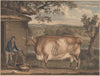 The Newbus Ox (1812)
