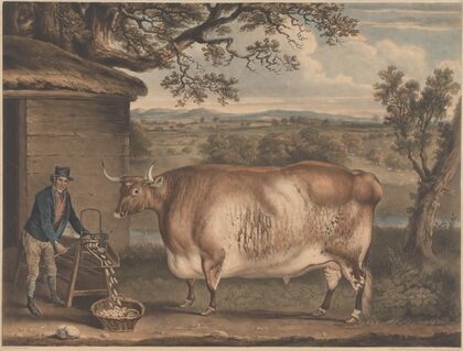 The Newbus Ox (1812)