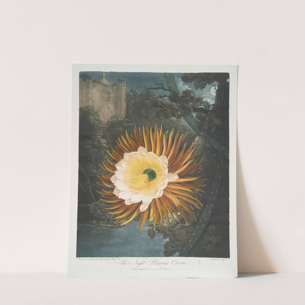 The Night-Blowing Cereus by Robert John Thornton