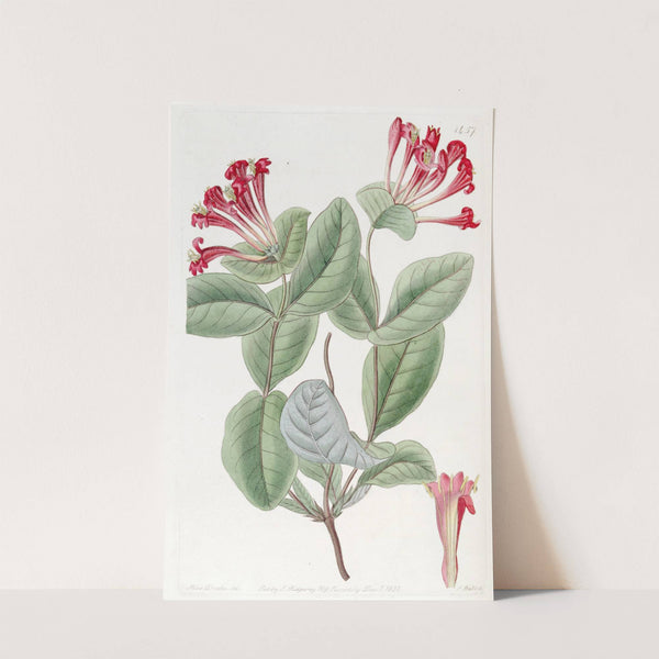 The North-west Honeysuckle by Sydenham Edwards