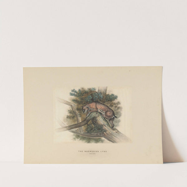 The Norwegian Lynx (1861-1867) by Joseph Wolf