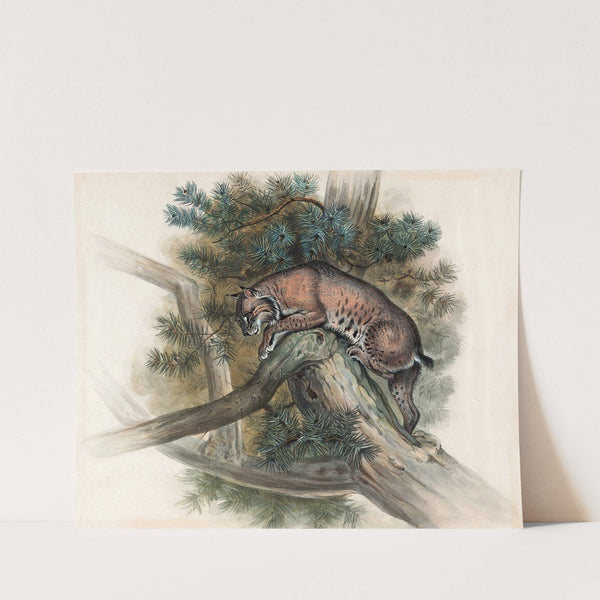 The Norwegian Lynx by Joseph Wolf