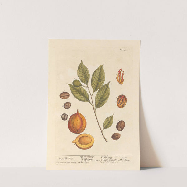 The nutmeg by Elizabeth Blackwell