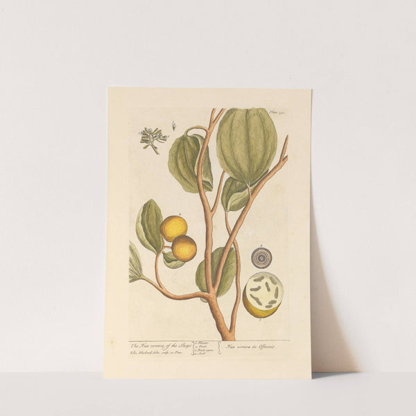 The nux vomica of the shops by Elizabeth Blackwell