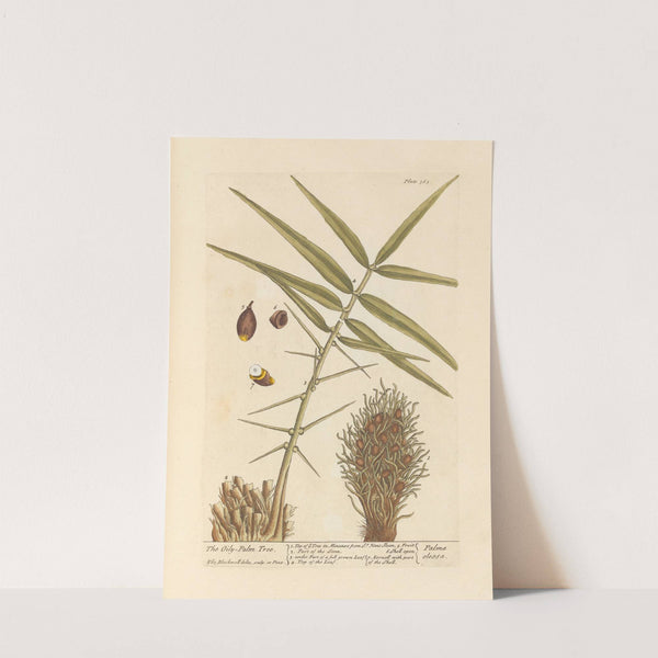 The oily-palm tree by Elizabeth Blackwell