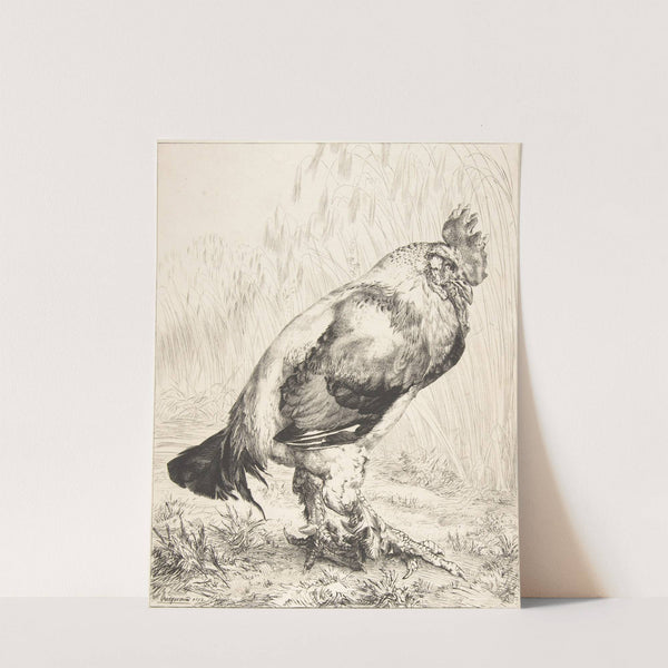 The Old Cock (1882) by Félix Bracquemond