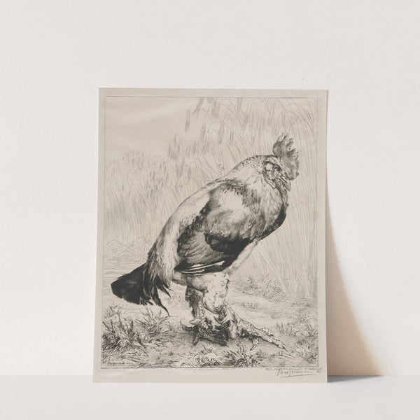 The Old Cock (1882) by Félix Bracquemond