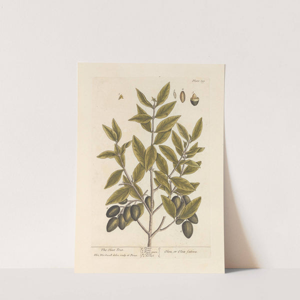 The olive tree by Elizabeth Blackwell