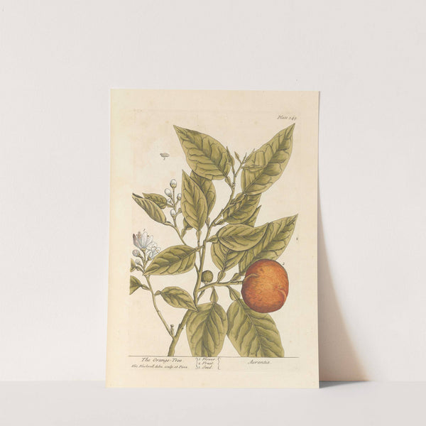 The orange tree by Elizabeth Blackwell