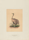 The Ostrich