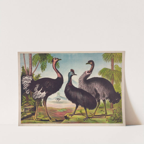 The ostrich (1874) by Gibson & Co. Lith