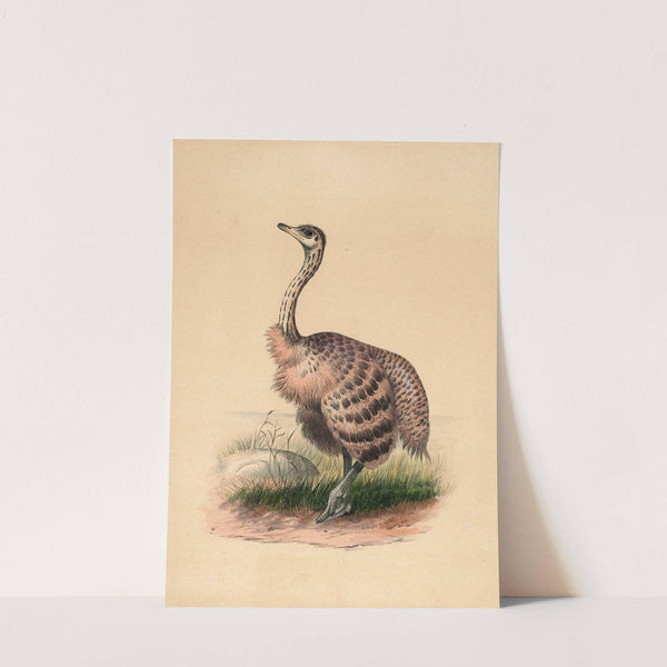 The Ostrich by Joseph Wolf