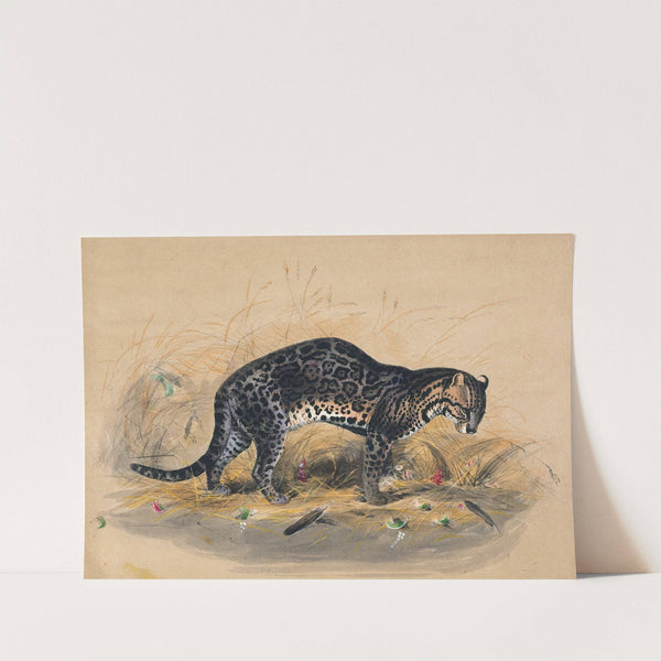 The Painted Ocelot by Joseph Wolf