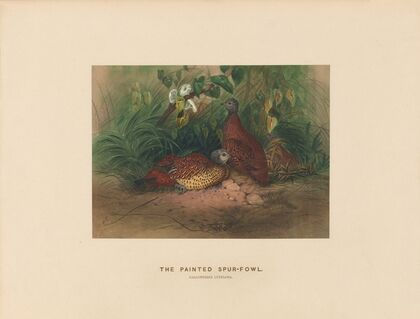 The Painted Spur-Fowl