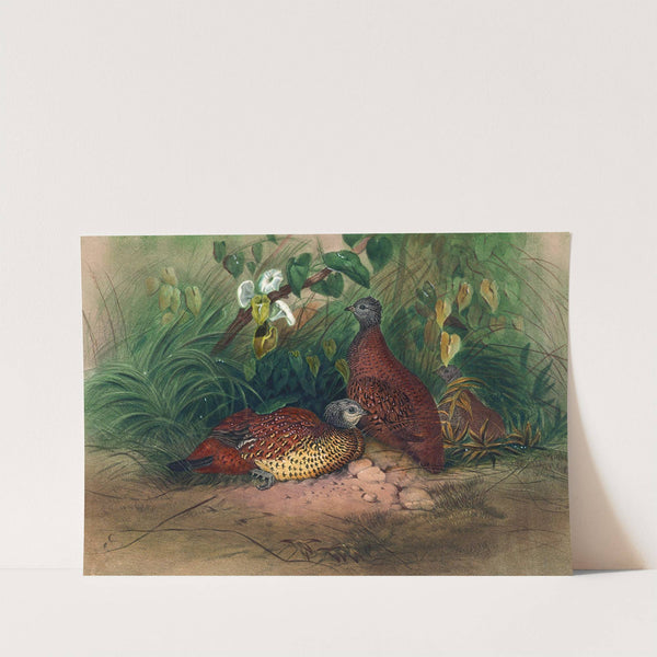 The Painted Spur-Fowl by Joseph Wolf