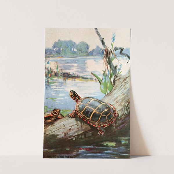 The painted terrapin by Robert Bruce Horsfall
