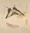 The Painting Manual of Flock of Butterflies (Gunchō Gafu) 3