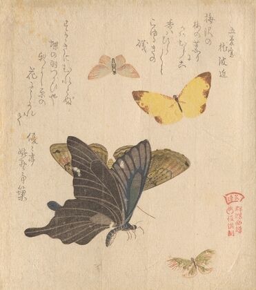 The Painting Manual of Flock of Butterflies (Gunchō Gafu) 5