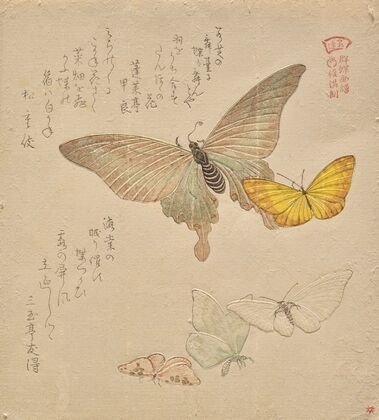 The Painting Manual of Flock of Butterflies (Gunchō Gafu) II