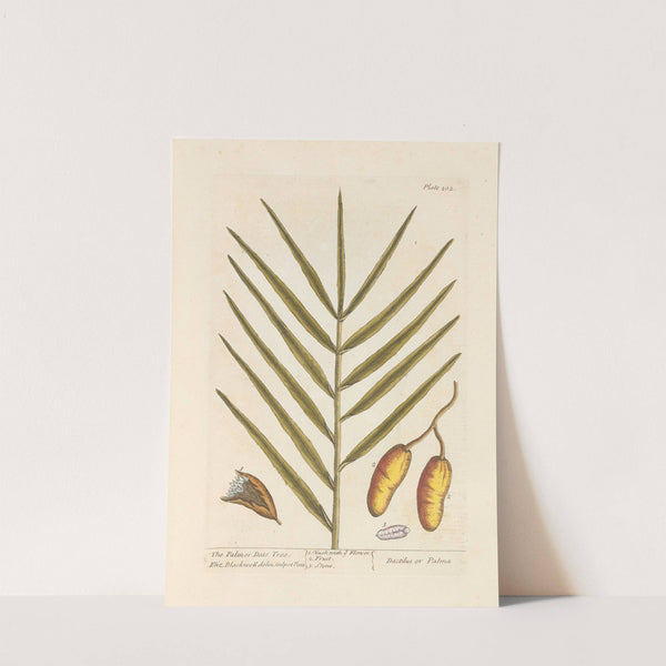 The palm or date tree by Elizabeth Blackwell