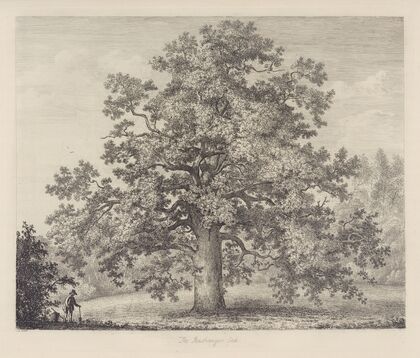 The Panshanger Oak