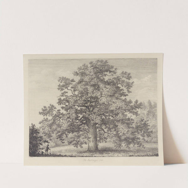 The Panshanger Oak by Jacob George Strutt