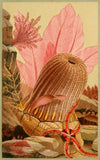 The Parasitic Anemone