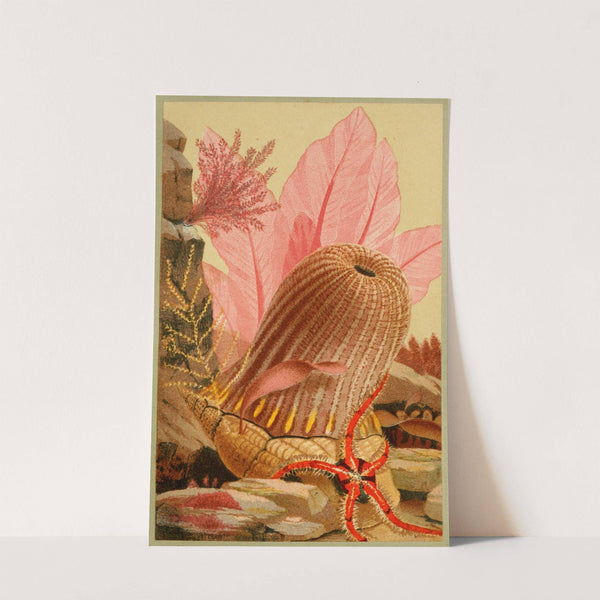 The Parasitic Anemone by Philip Henry Gosse