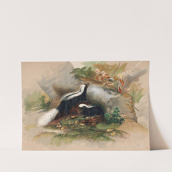 The Patagonian Skunk by Joseph Wolf