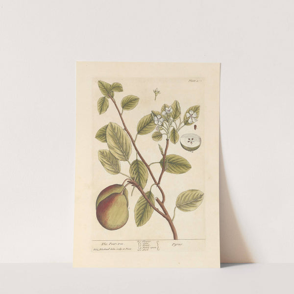 The pear tree by Elizabeth Blackwell