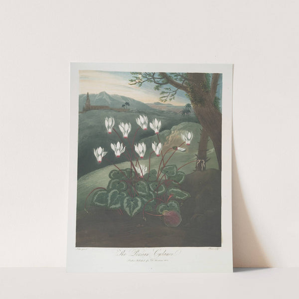 The Persian Cyclamen by Robert John Thornton