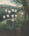 The Persian cyclamen