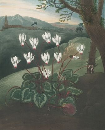 The Persian cyclamen