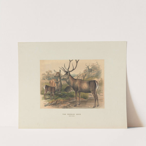 The Persian Deer by Joseph Wolf
