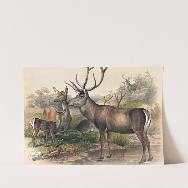 The Persian Deer by Joseph Wolf