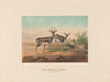The Persian Gazelle