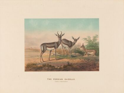 The Persian Gazelle