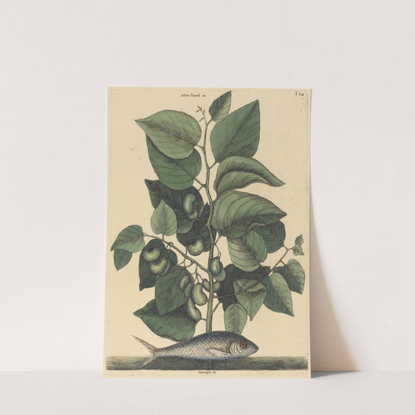 The Pilchard (Argentina carolina) by Mark Catesby