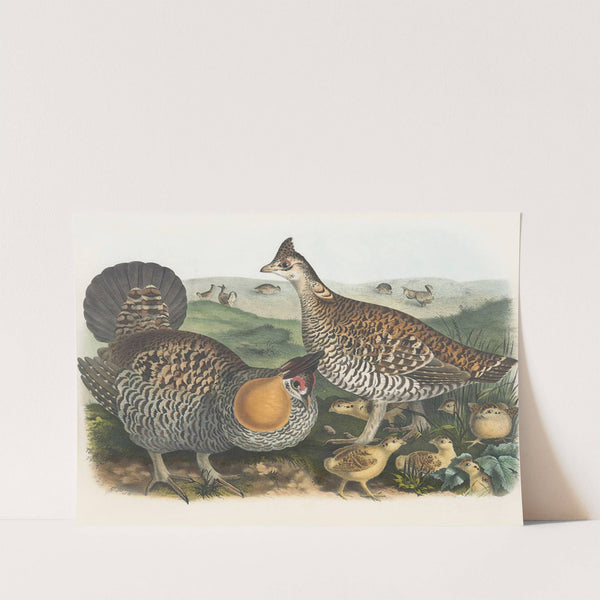 The Pinnated Grouse by Daniel Giraud Elliot