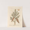 The pitch tree by Elizabeth Blackwell