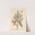 The pitch tree by Elizabeth Blackwell