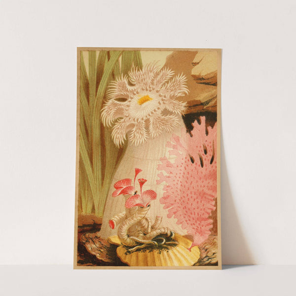 The Plumose Anemone by Philip Henry Gosse