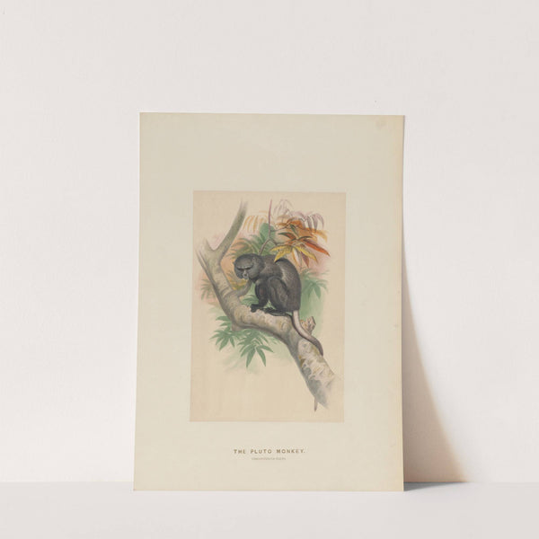 The Pluto Monkey by Joseph Wolf